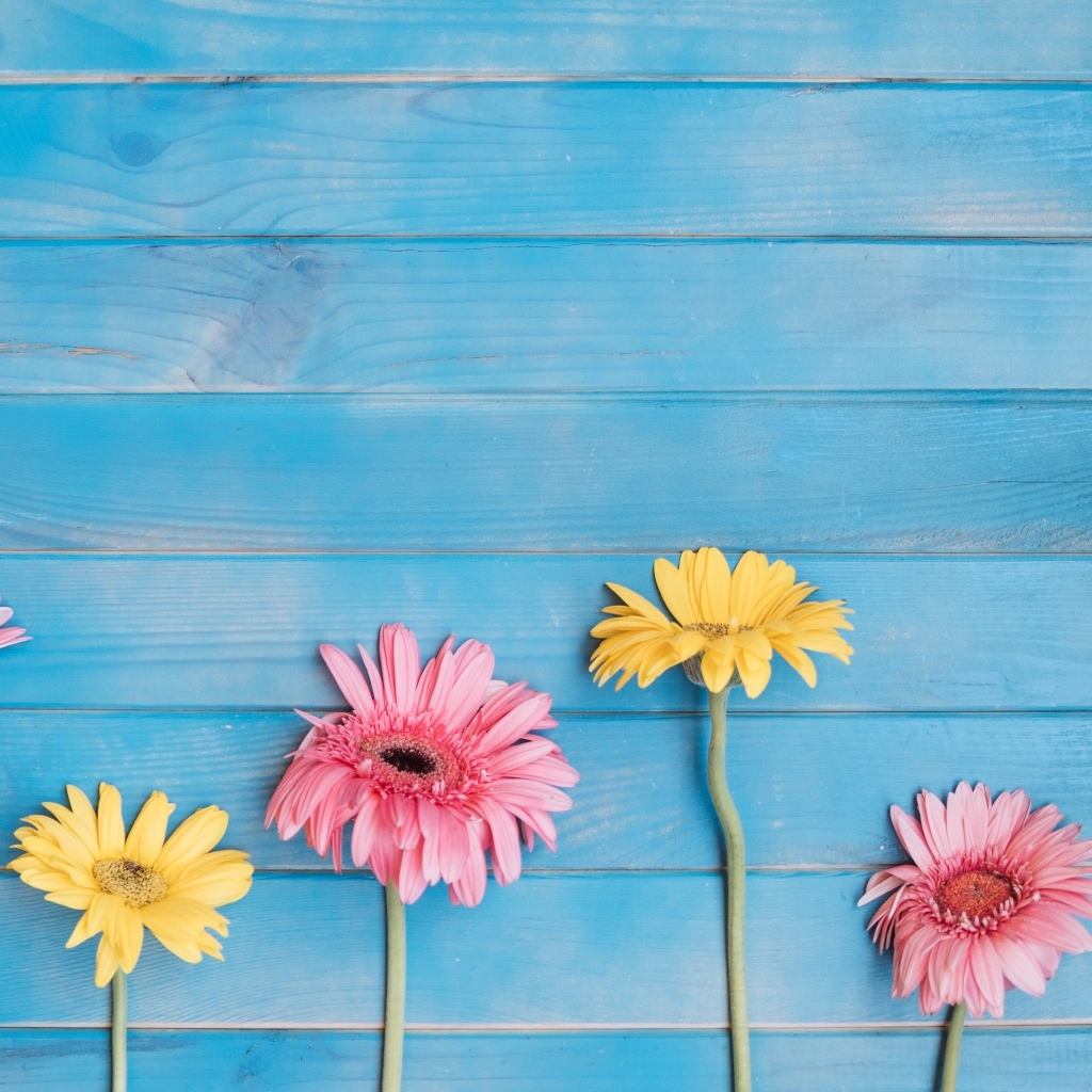 Желтые и розовые цветы герберы на голубом фоне