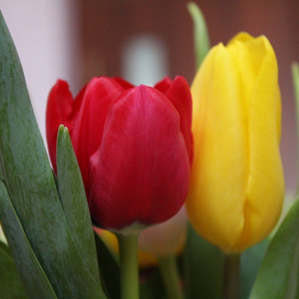 Желтый и красный тюльпан крупным планом