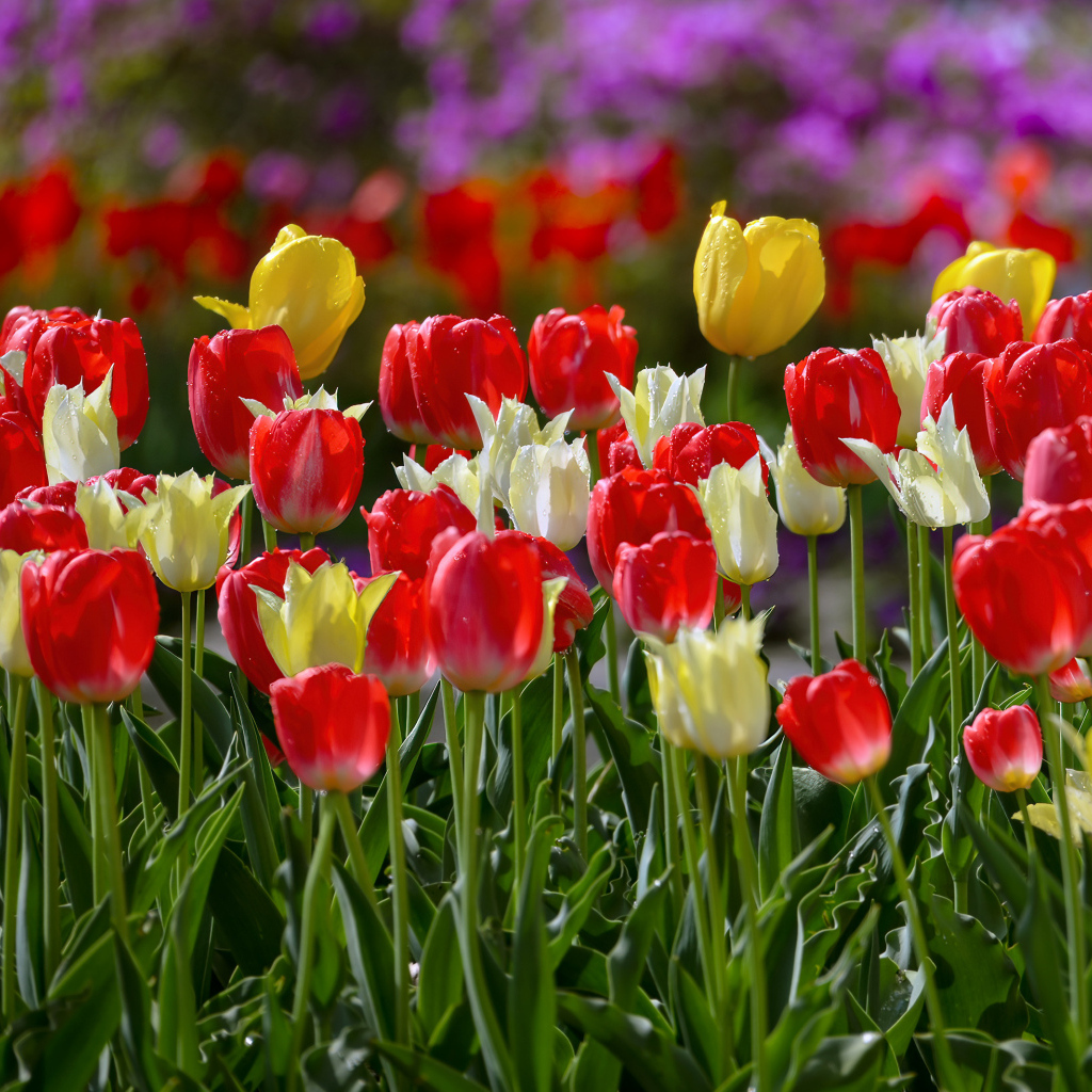 Желтые и красные тюльпаны на клумбе весной