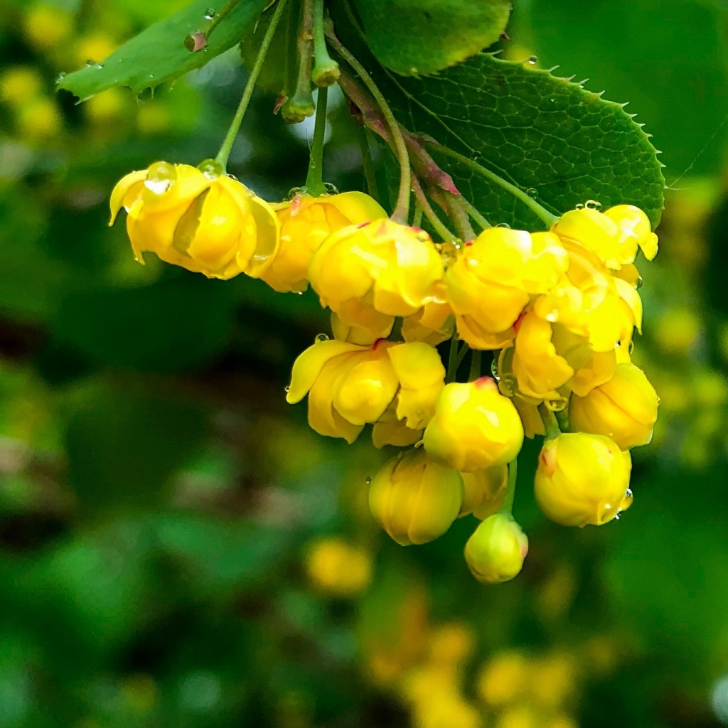 Желтые цветы барбариса в каплях воды крупным планом