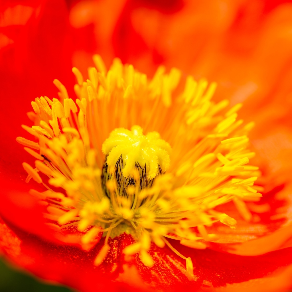 Желтая серединка красного мака крупным планом