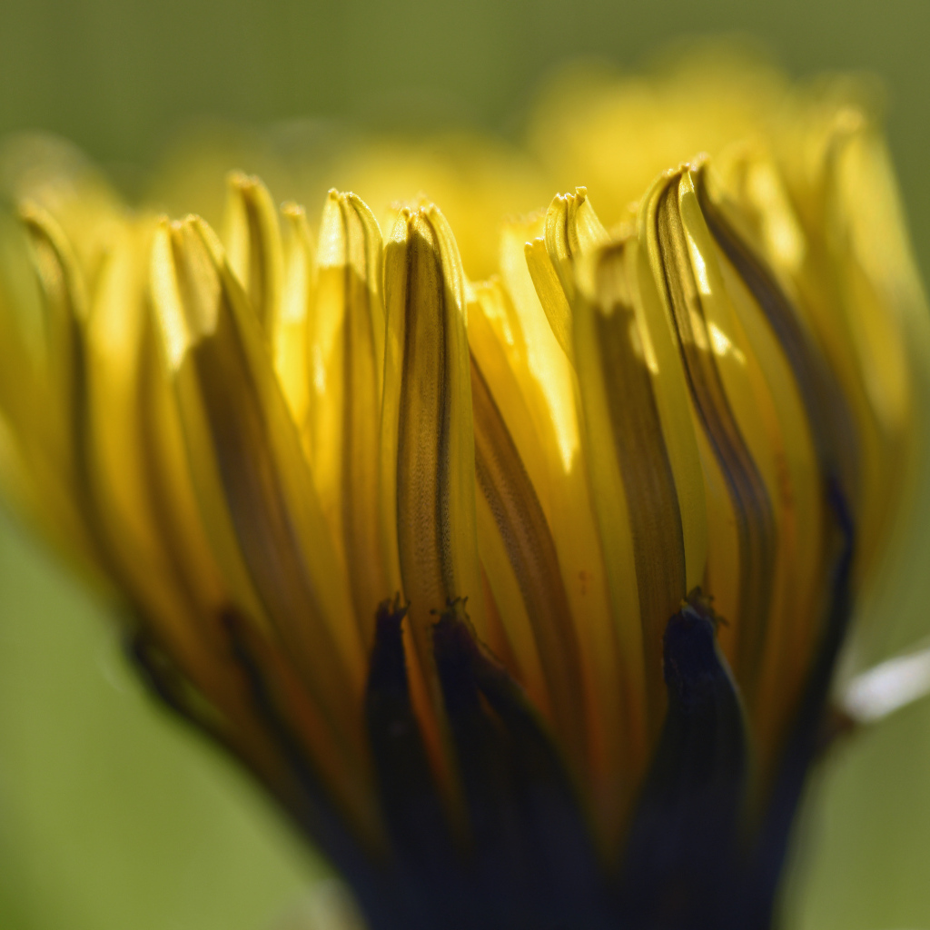 Желтый распускающийся цветок хризантемы крупным планом