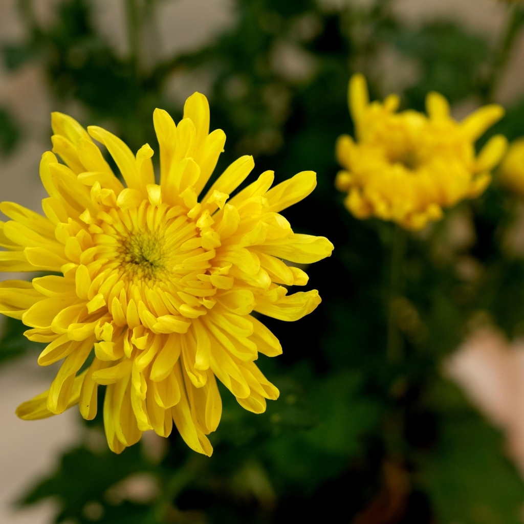 Желтый цветок хризантемы с бутонами