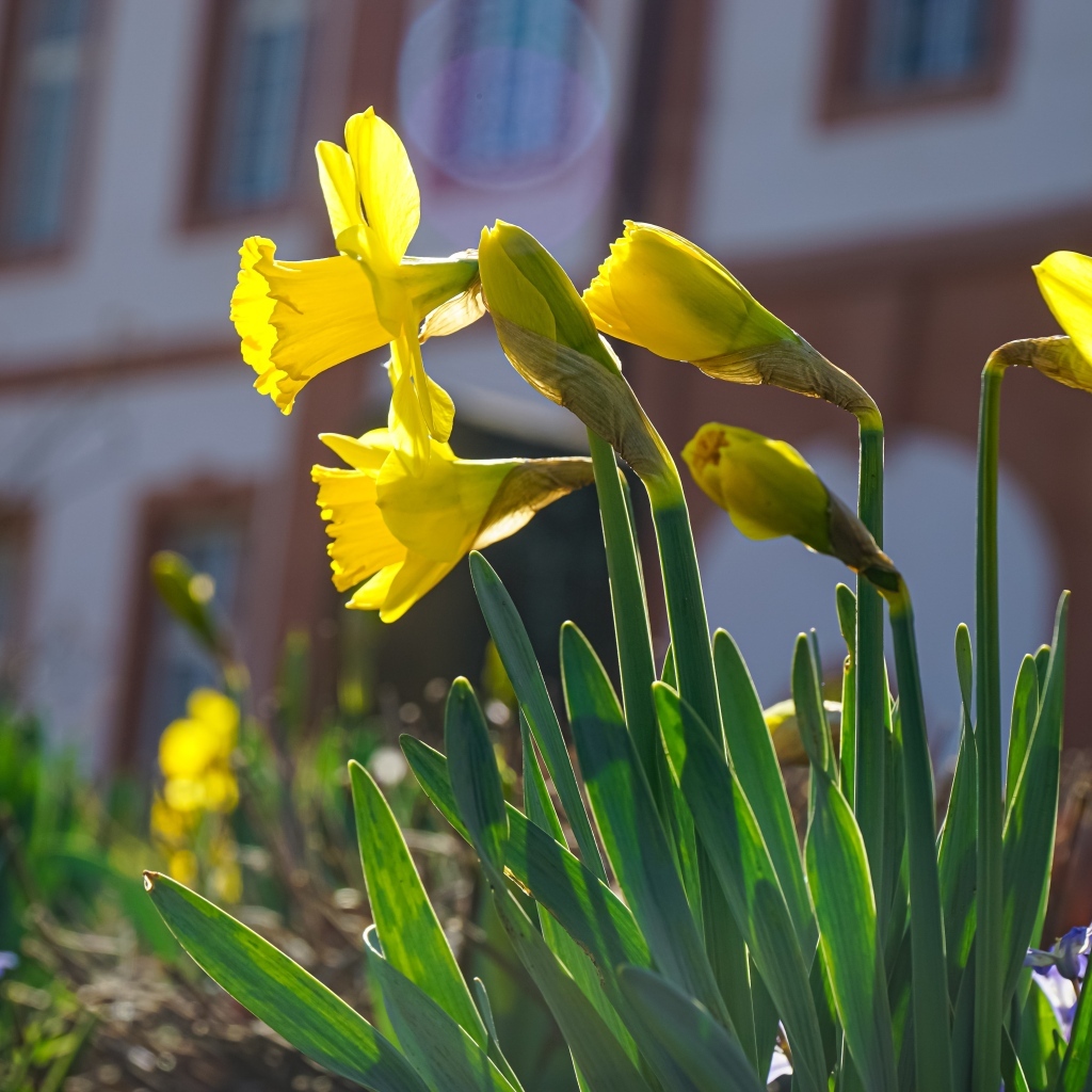 Желтые нарциссы распускаются на клумбе весной