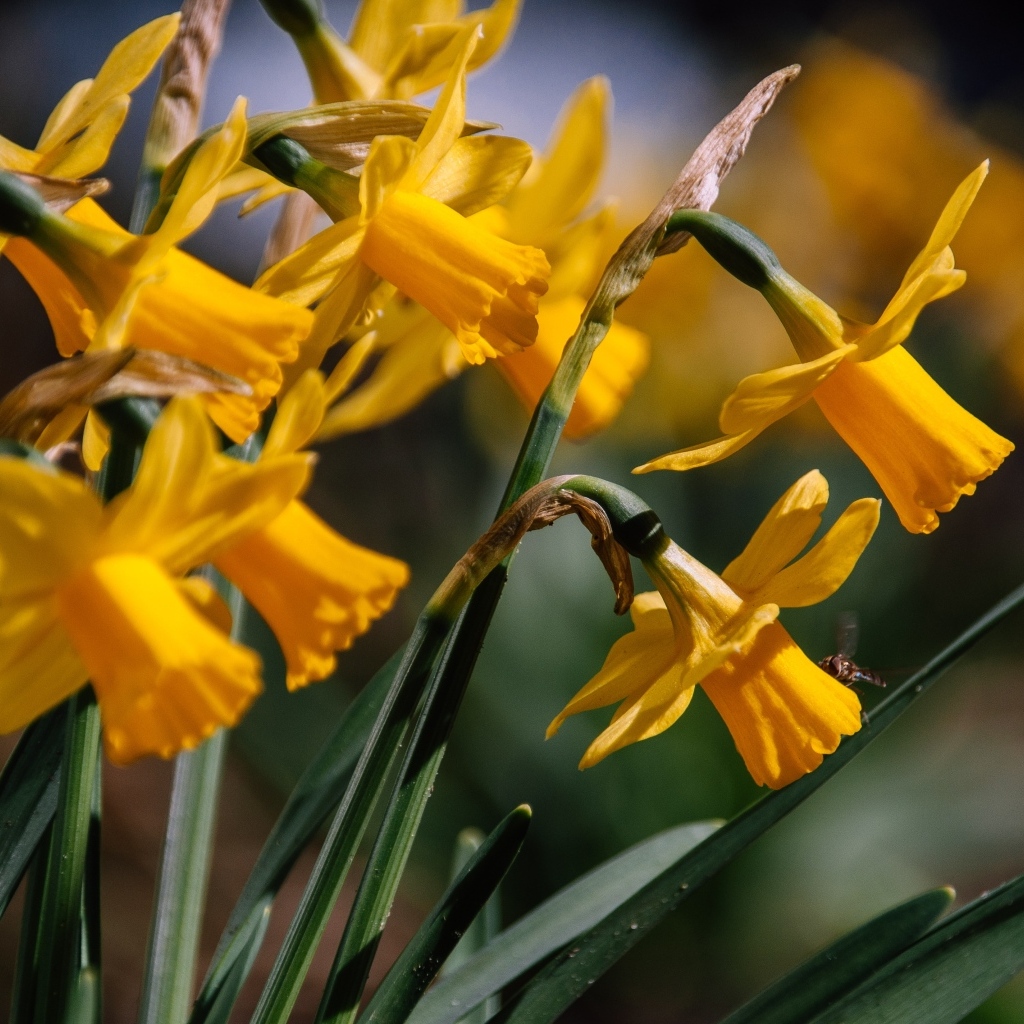 Желтые нарциссы в лучах солнца на клумбе