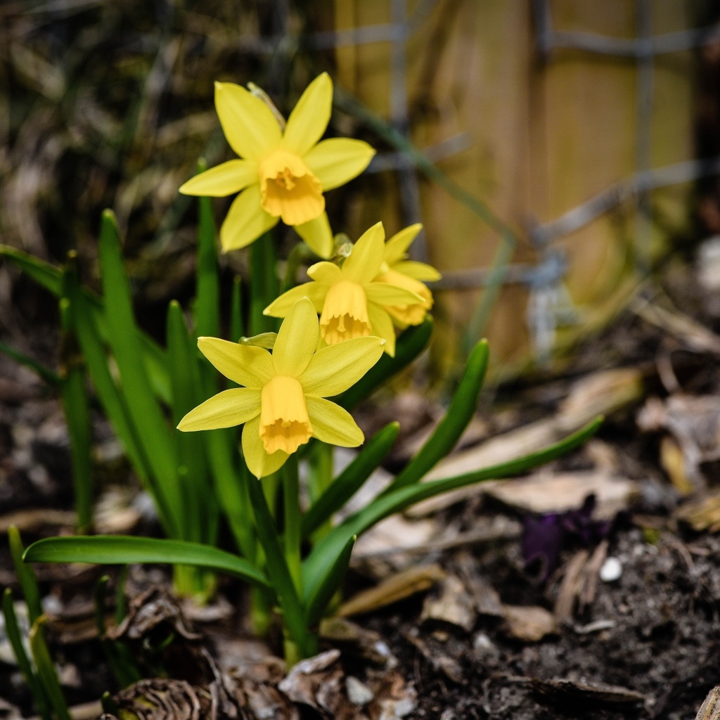 Желтые нарциссы с зелеными листьями на земле весной