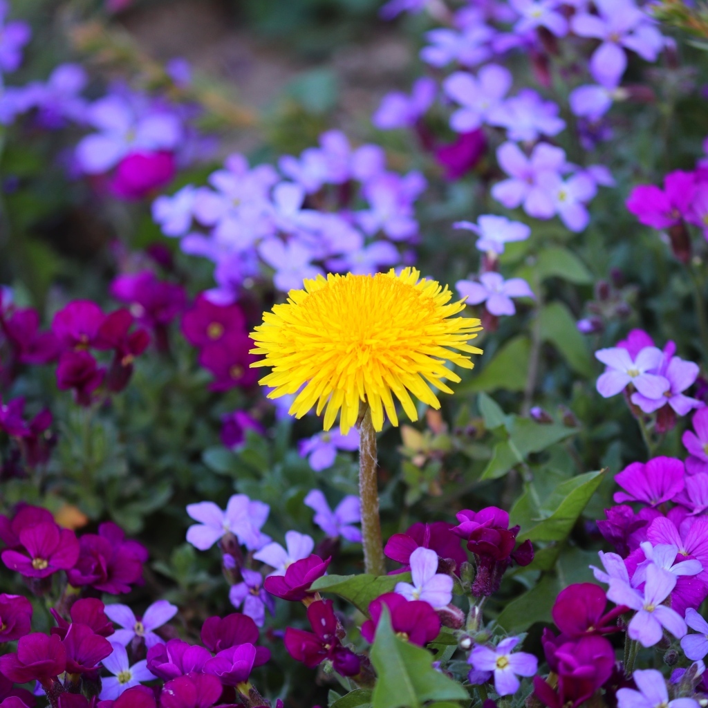 Желтый одуванчик в розовых цветах фиалки