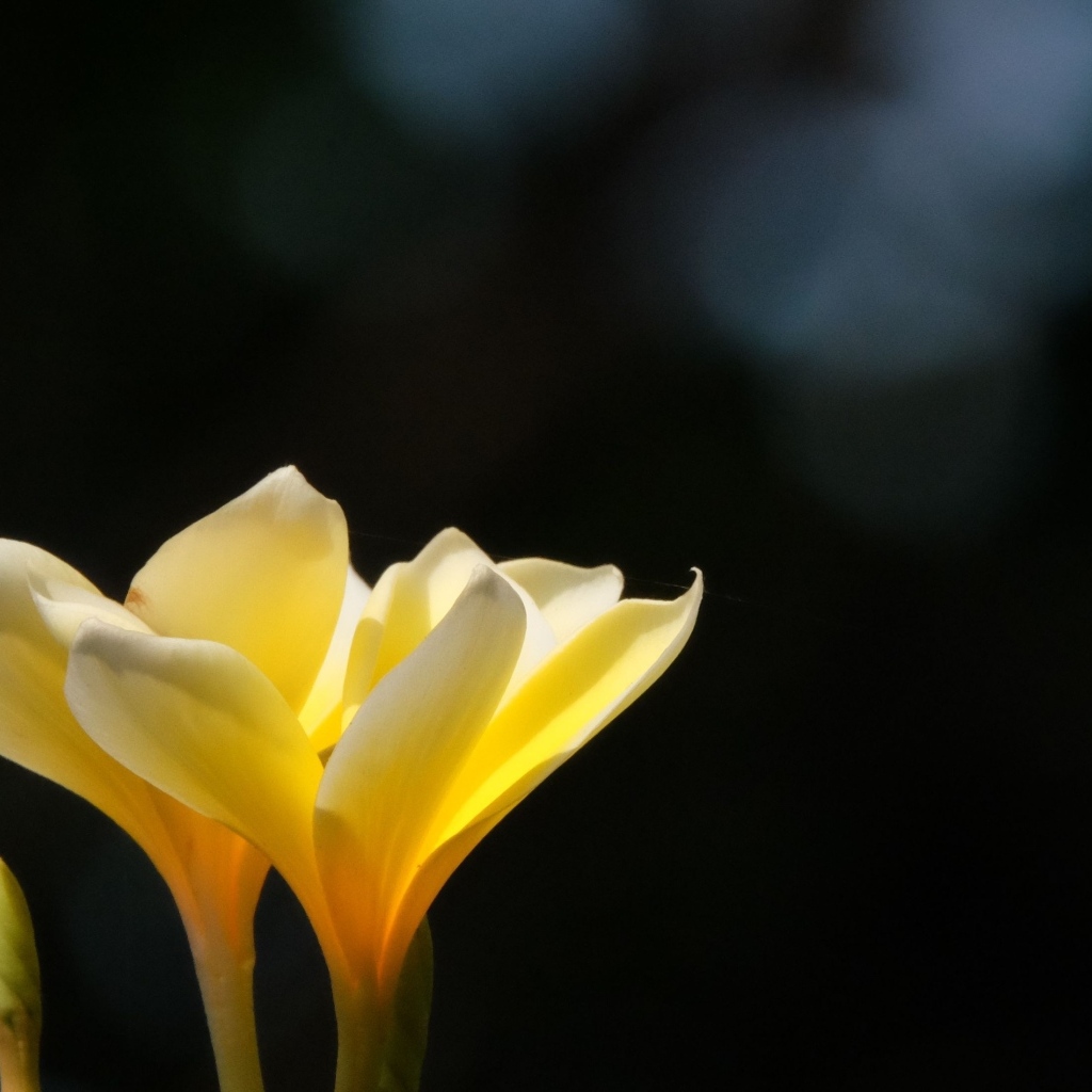 Желтые нежные цветы плюмерия крупным планом