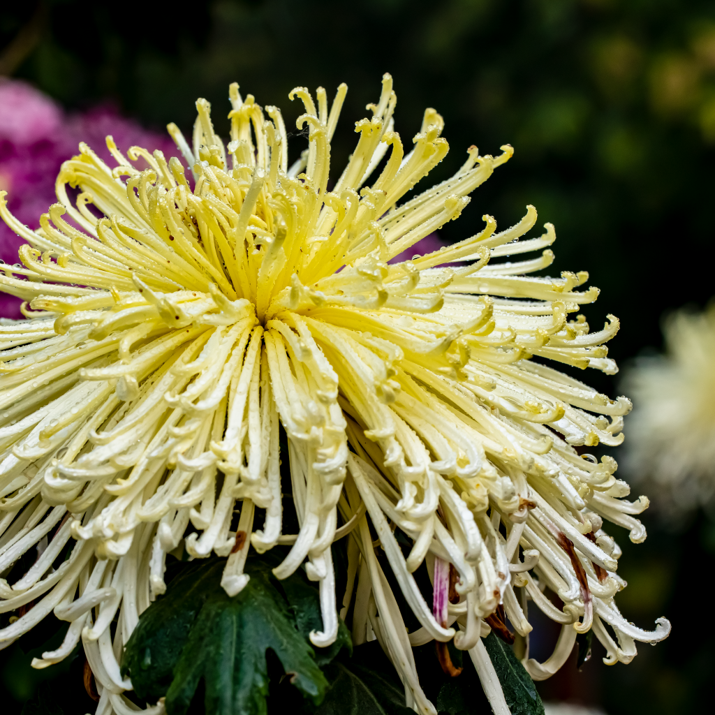 Желтый отцветающий цветок хризантемы