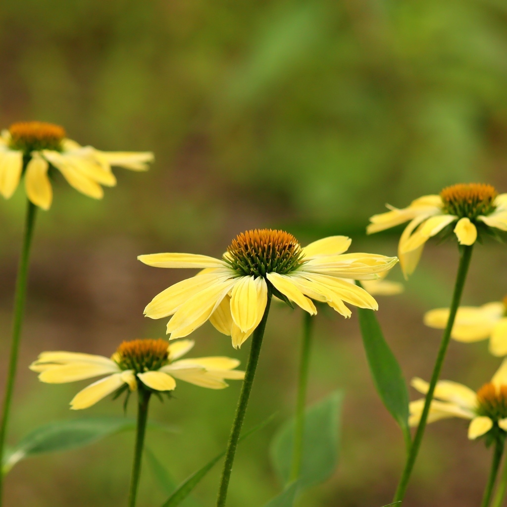 Желтые цветы на клумбе крупным планом