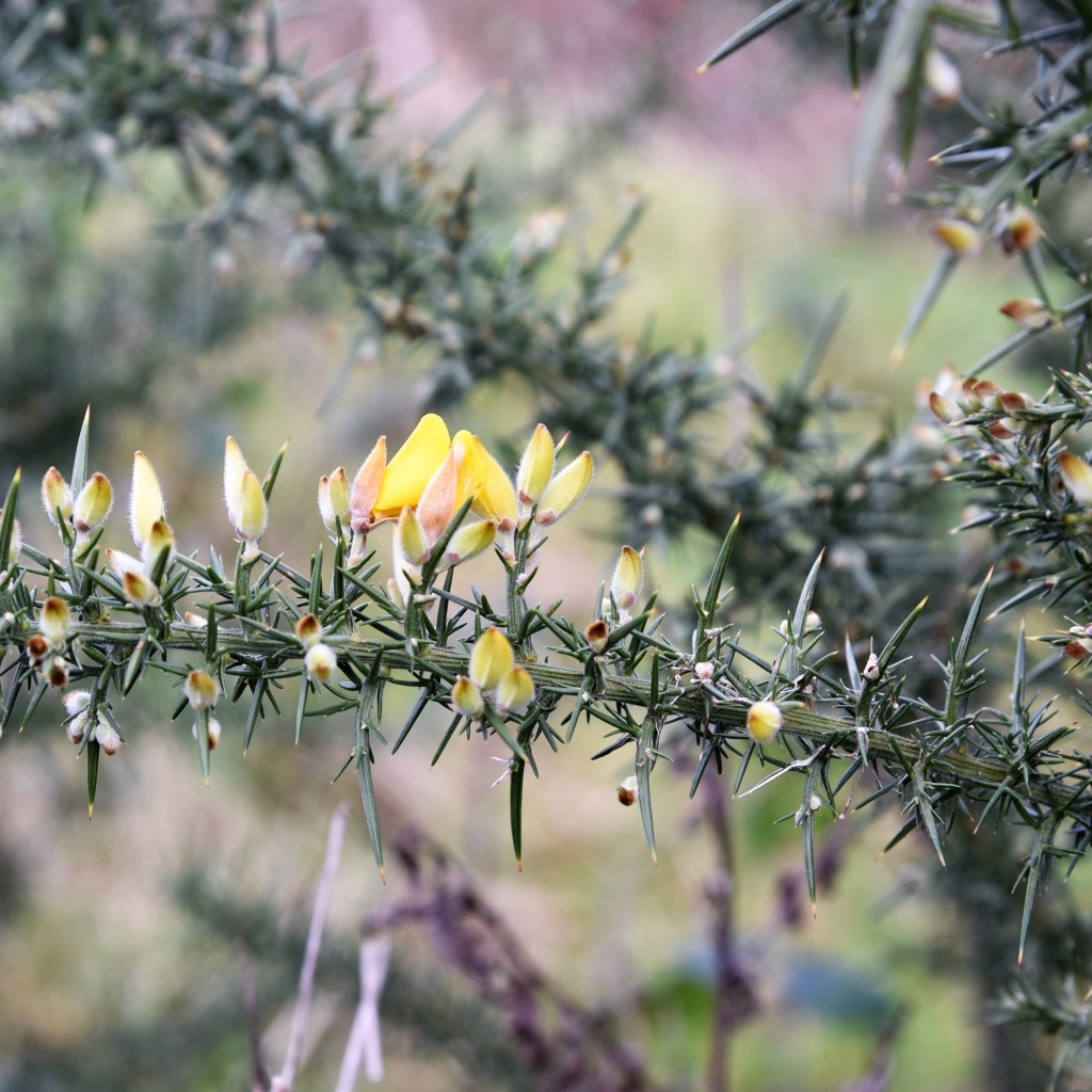 Желтые цветы на ветке хвойного дерева 