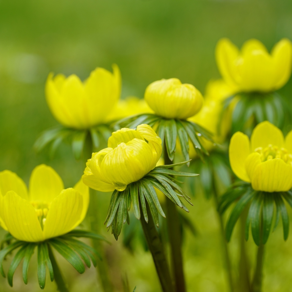 Желтые цветы рябчика крупным планом