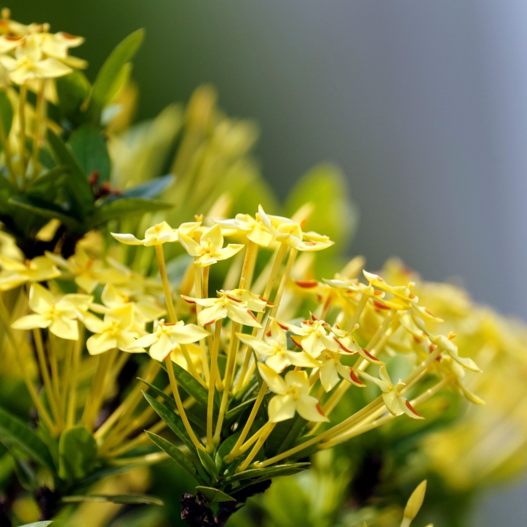 Желтые цветы иксора крупным планом