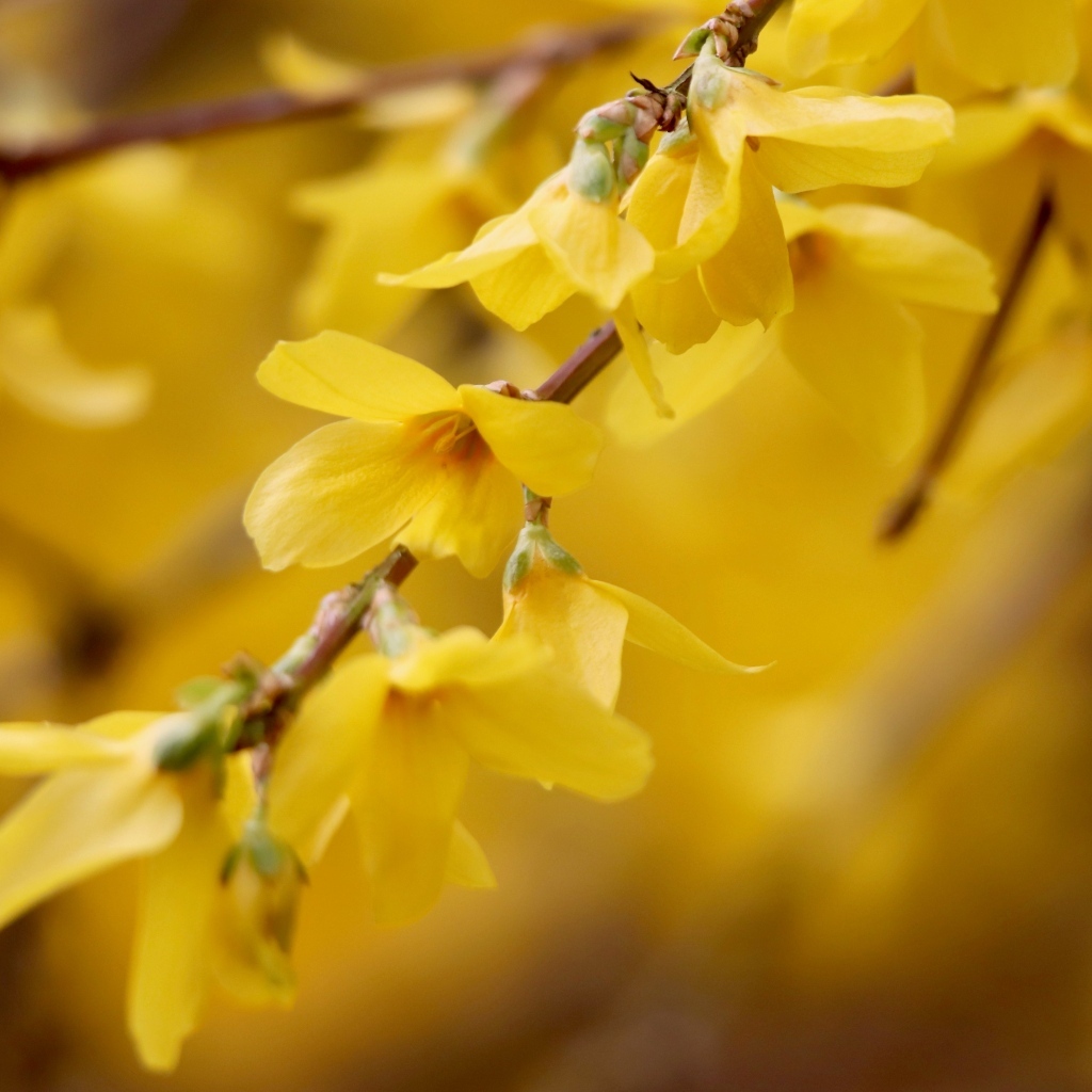 Желтые цветы сирени на ветке дерева