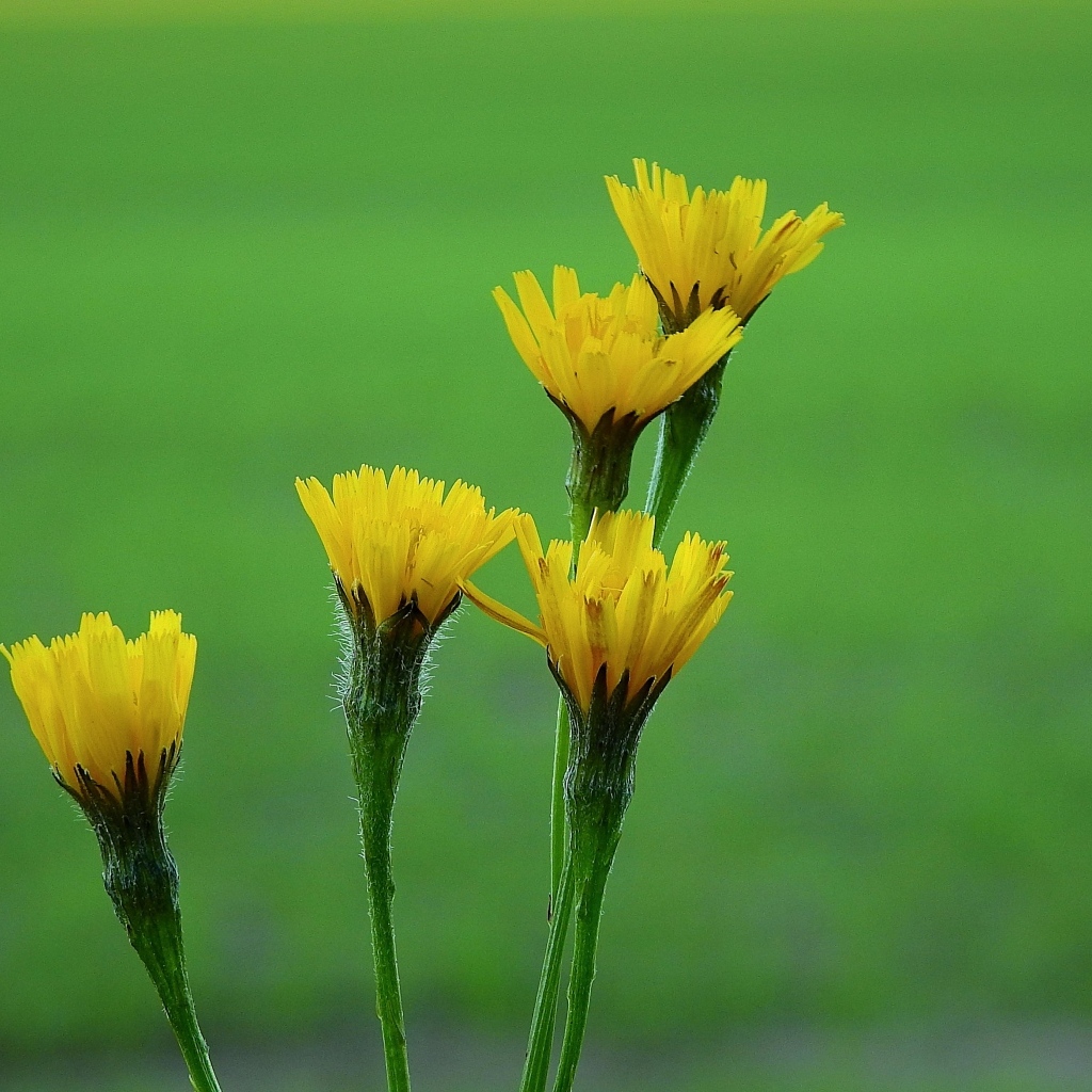 Желтые цветы молочая на зеленом фоне