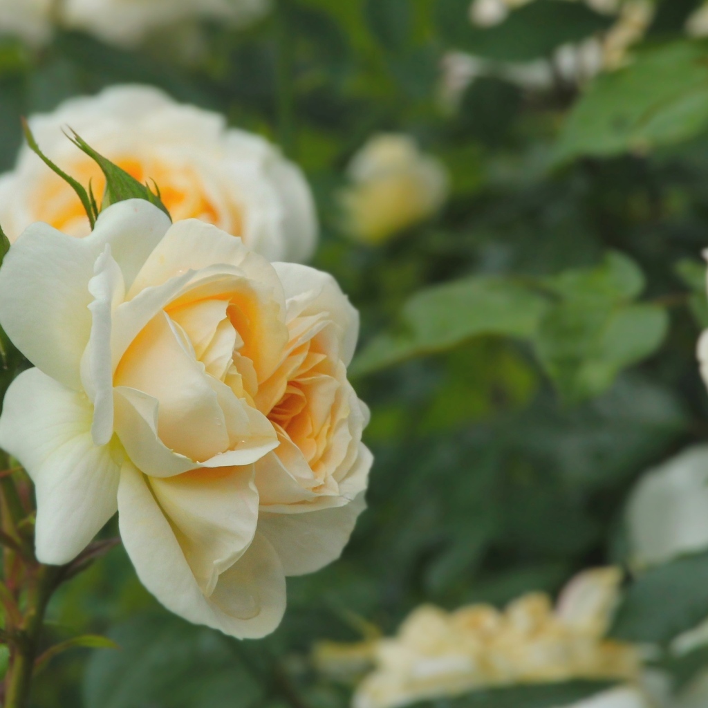 Желтые парковые розы с бутонами