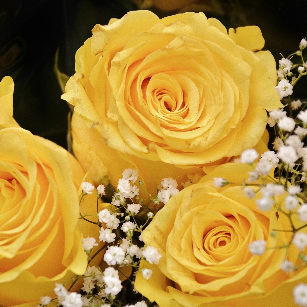 Желтые розы с белыми цветами гипсофилы