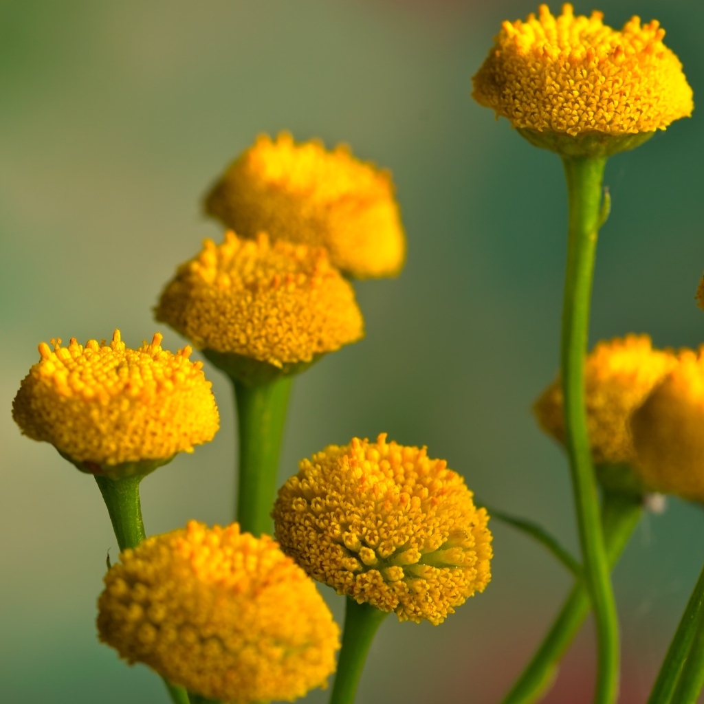 Желтые цветы пижмы на зеленом фоне крупным планом