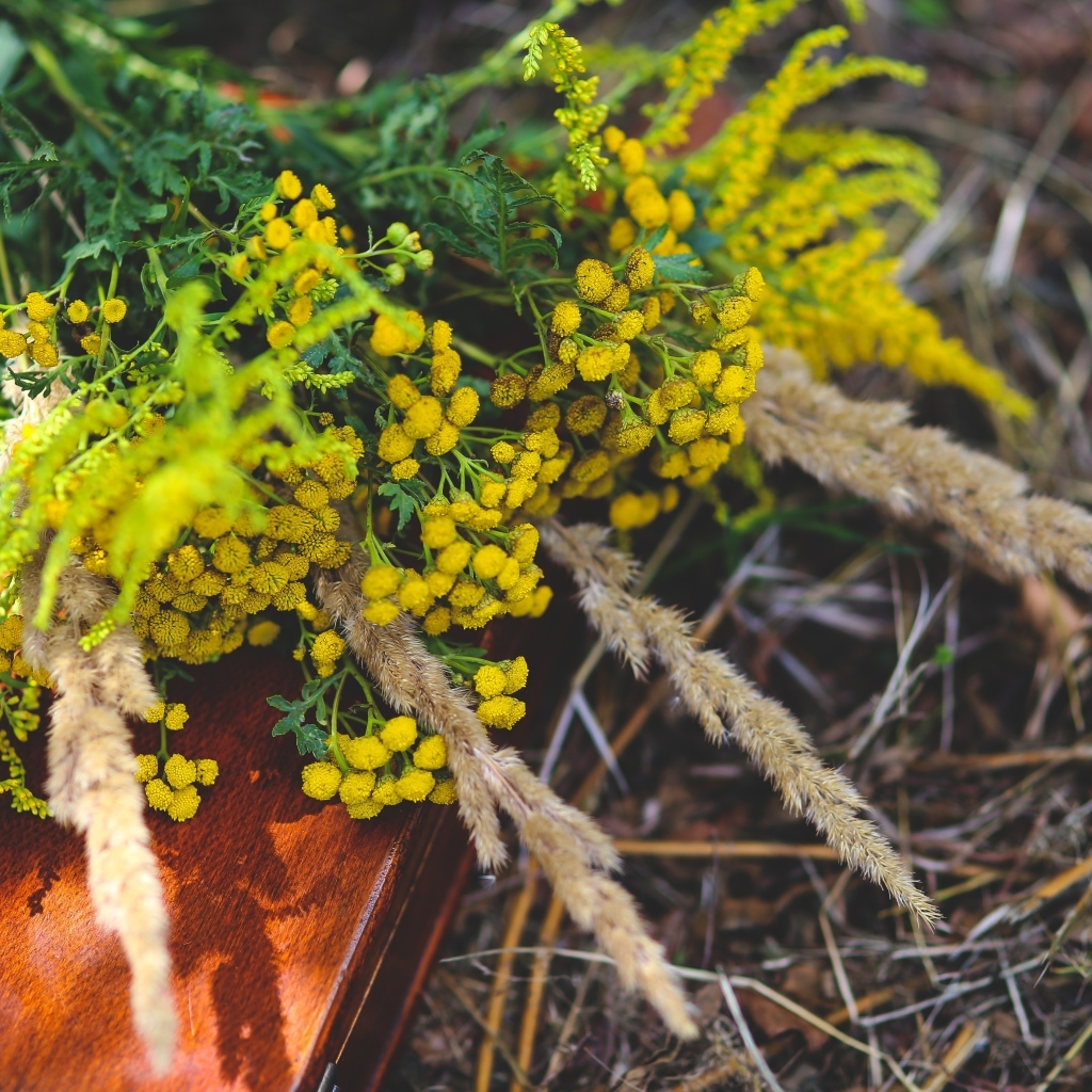 Желтые цветы пижмы на траве
