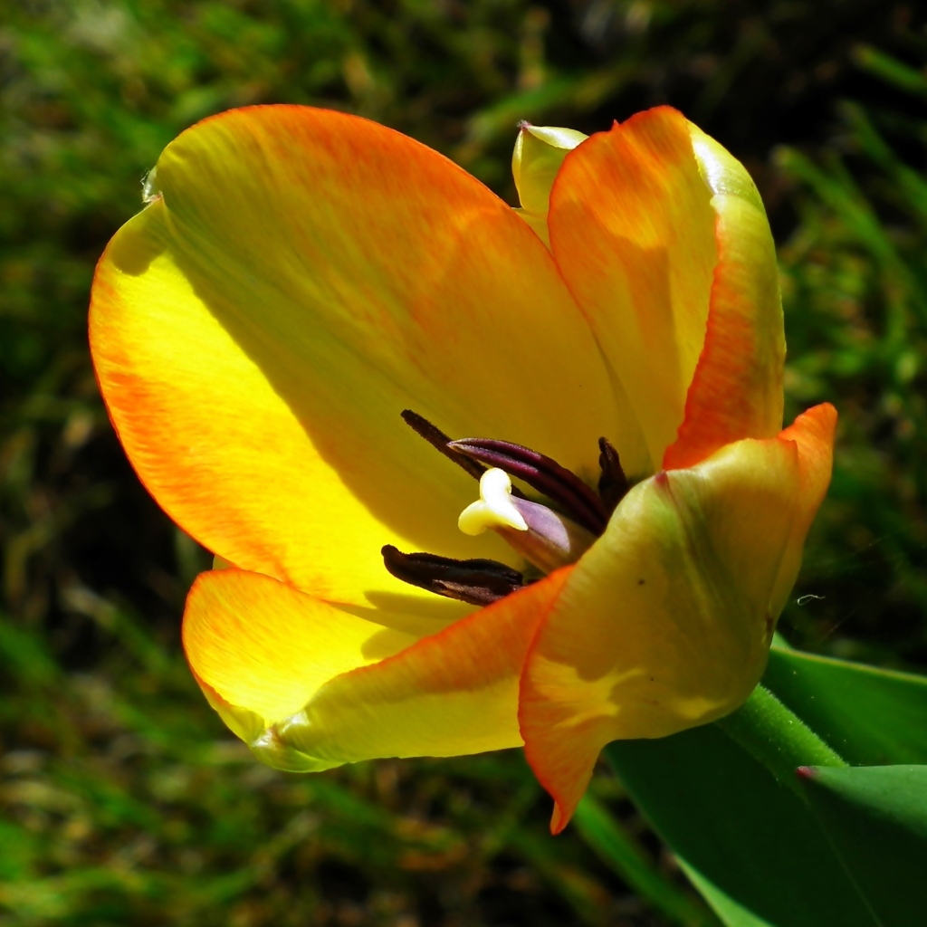 Желтый тюльпан в лучах солнца на клумбе