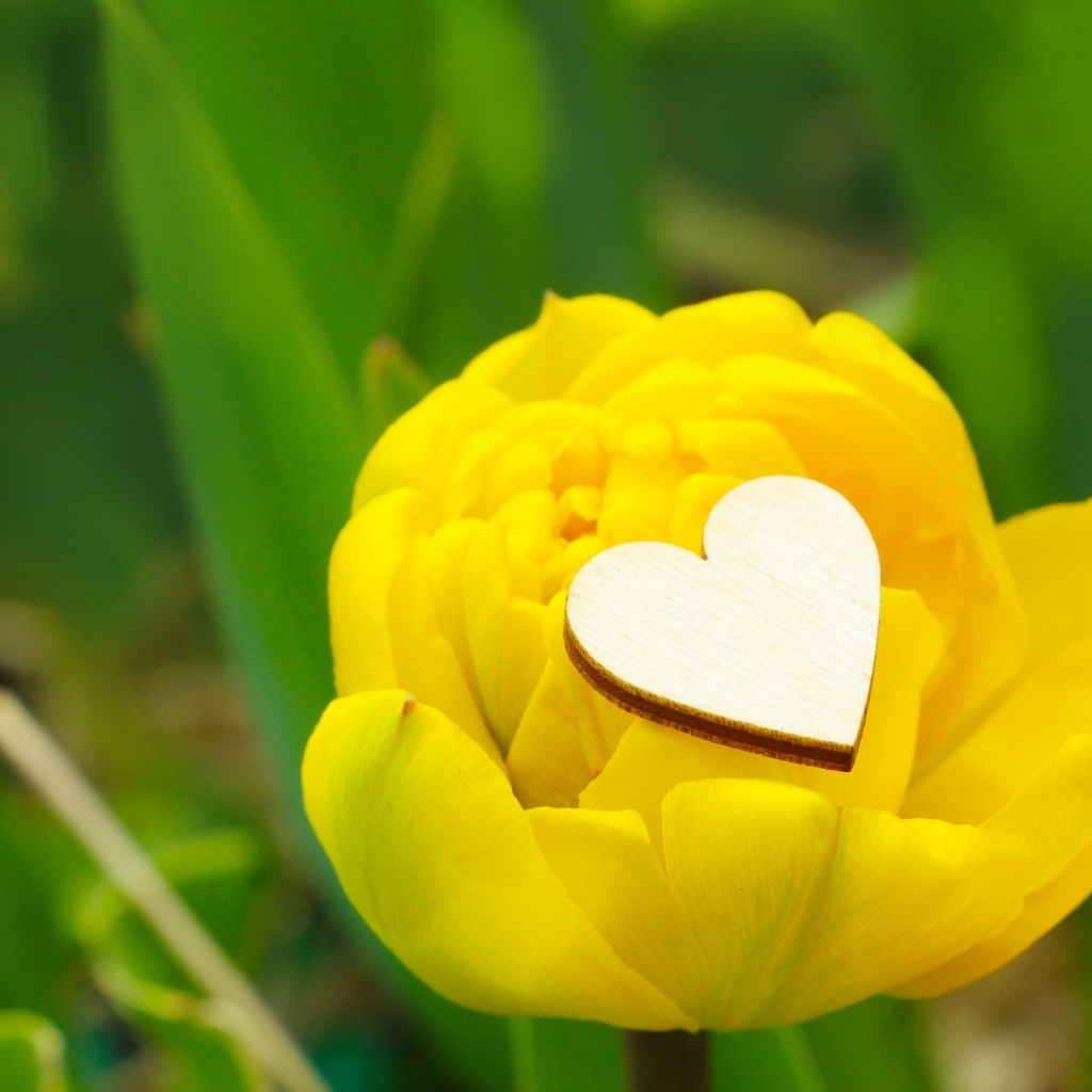 Желтый тюльпан с маленьким белым сердцем