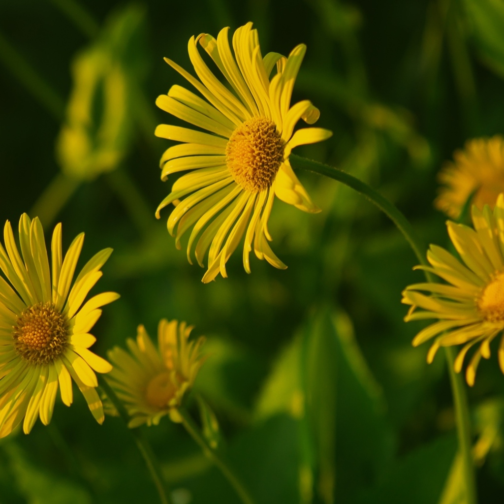 Желтые полевые цветы крупным планом