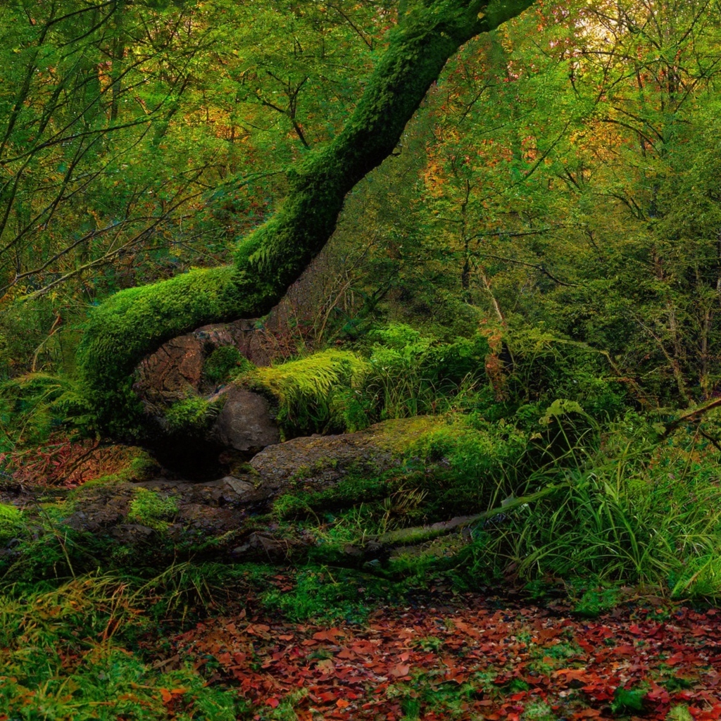 Покрытые зеленым мхом старые деревья в лесу