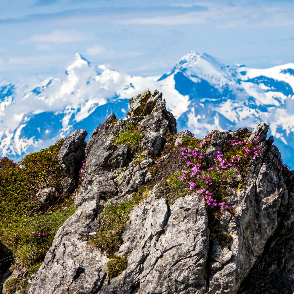 Красивый вид на высокие Австрийские Альпы