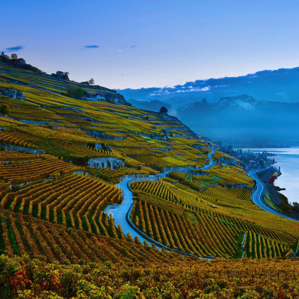 Виноградные плантации в горах 