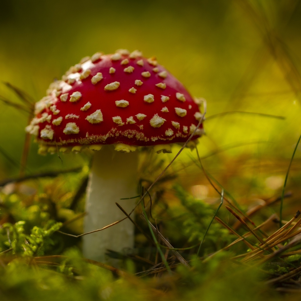 Большой красный мухомор на покрытой мхом земле