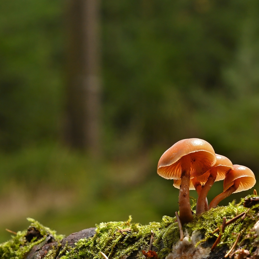 Пластинчатые грибы на покрытой мхом земле