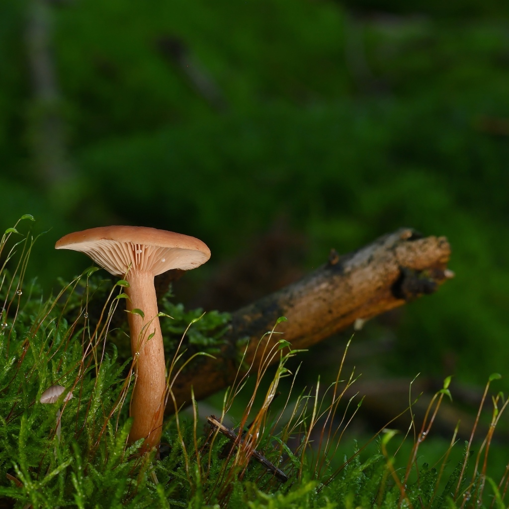 Гриб в лесу на земле покрытой зеленым мхом