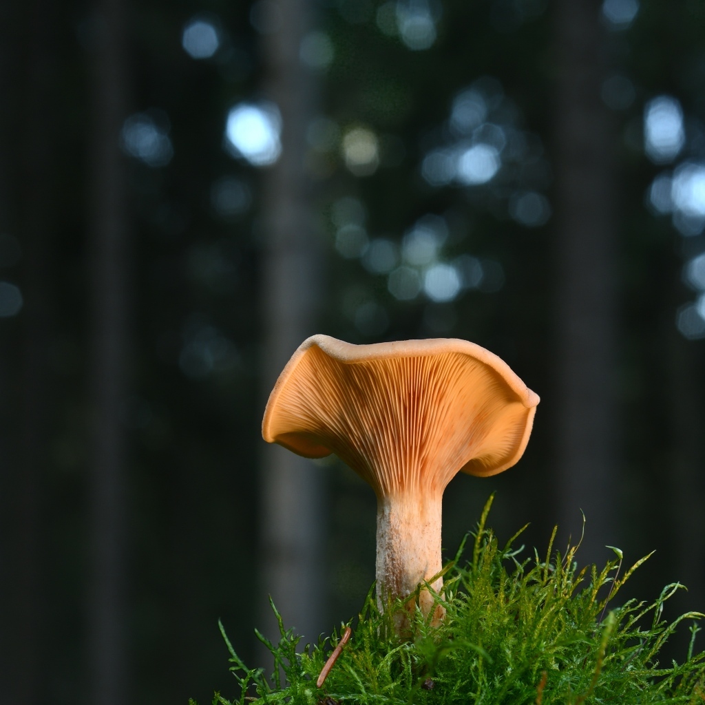 Гриб с зеленым мхом крупным планом