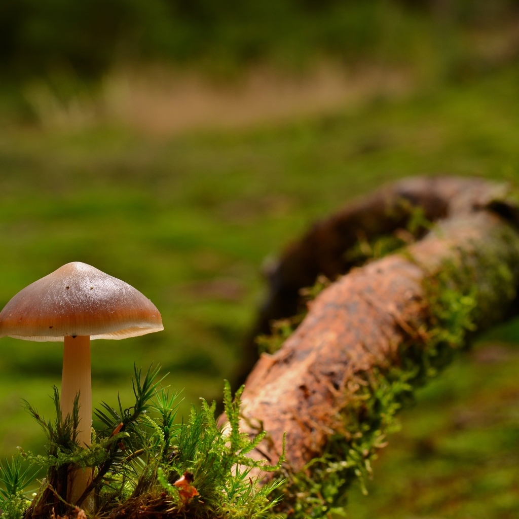 Гриб с зеленым мхом на ветке дерева