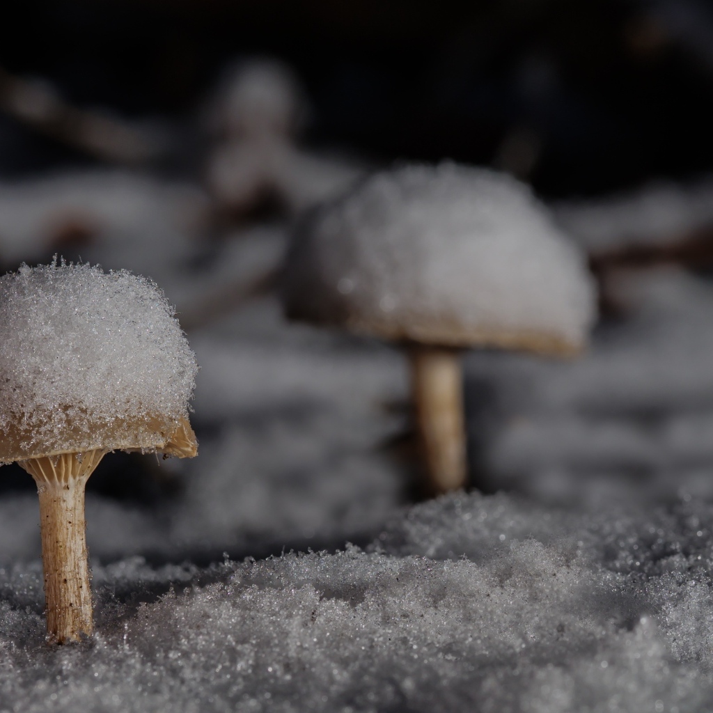 Грибы в снегу в лесу зимой