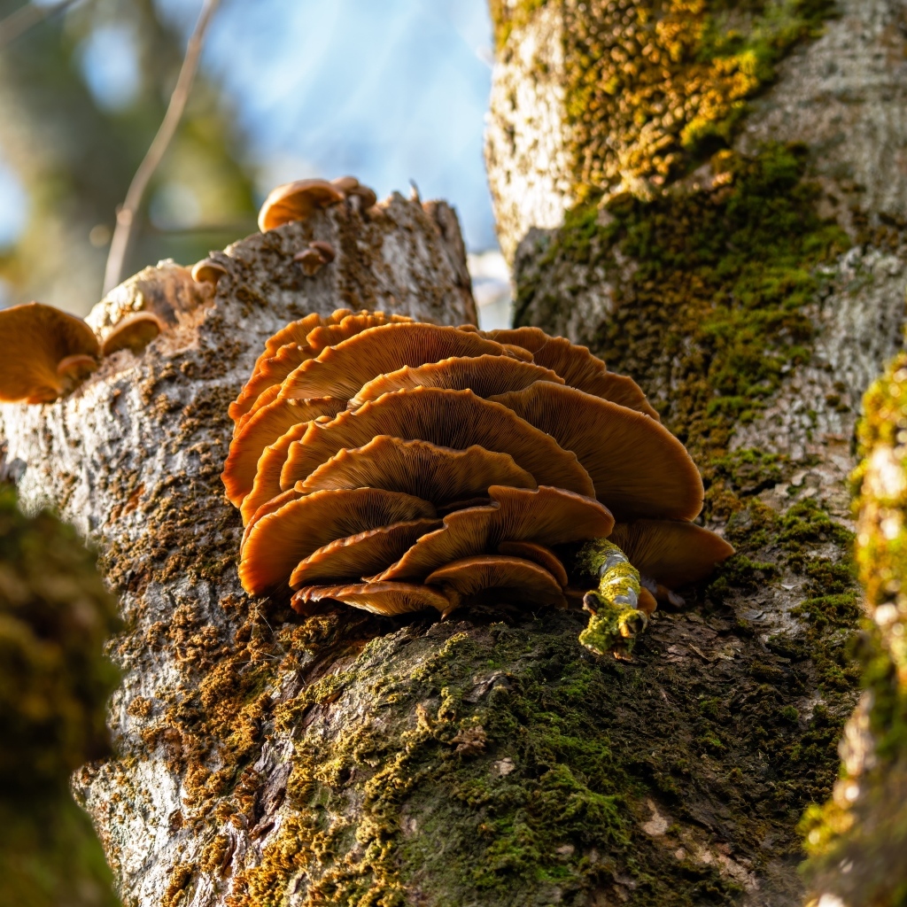 Грибы на покрытом мхом дереве осенью