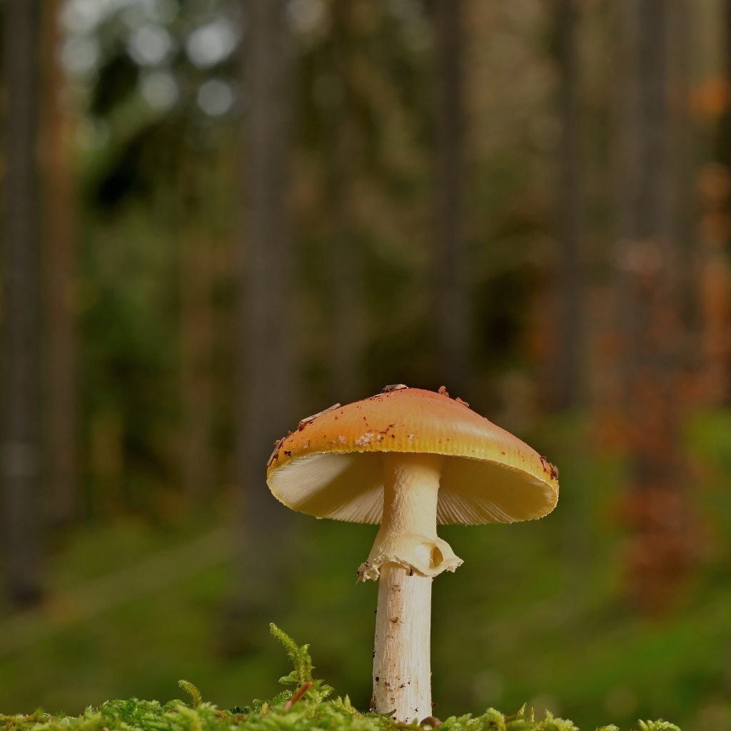 Оранжевый гриб растет в лесу