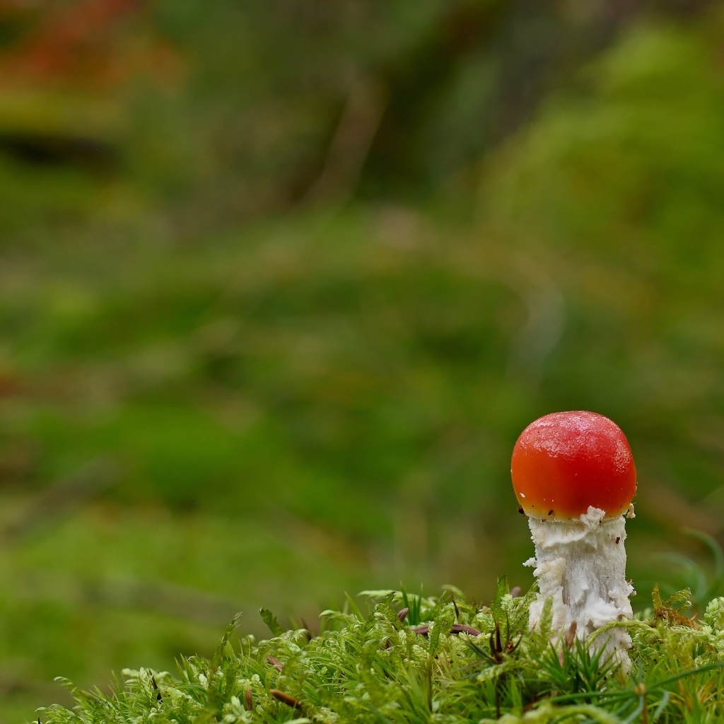 Маленький растущий гриб мухомор в лесу