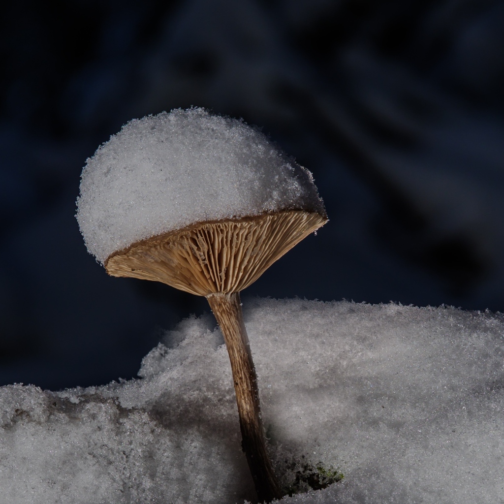 Маленькие гриб в снегу на земле в лесу