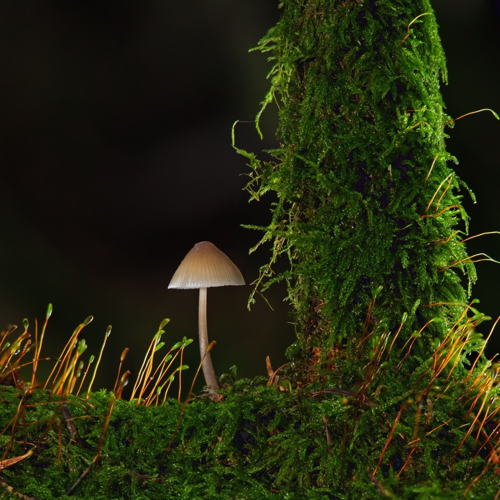 Маленький гриб на покрытой зеленым мхом земле