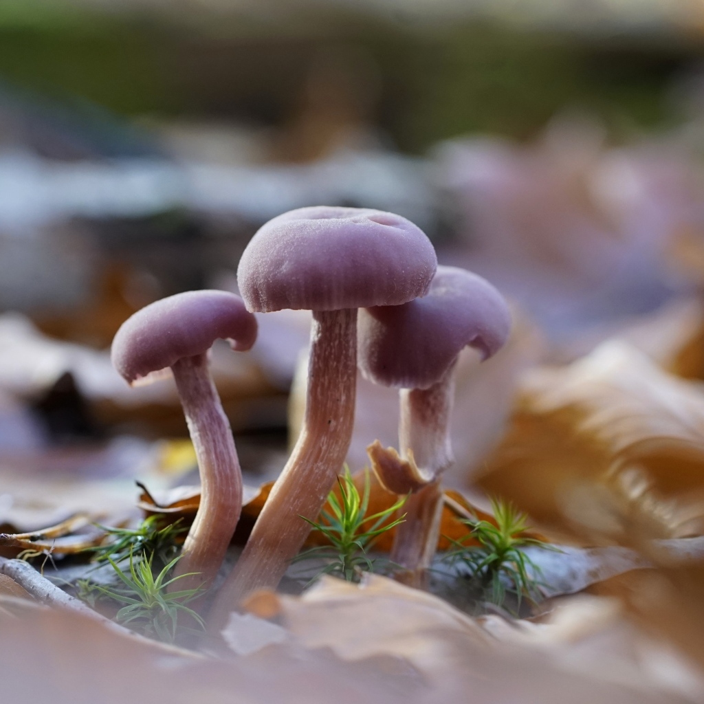 Маленькие грибы Лаковица аметистовая в листьях