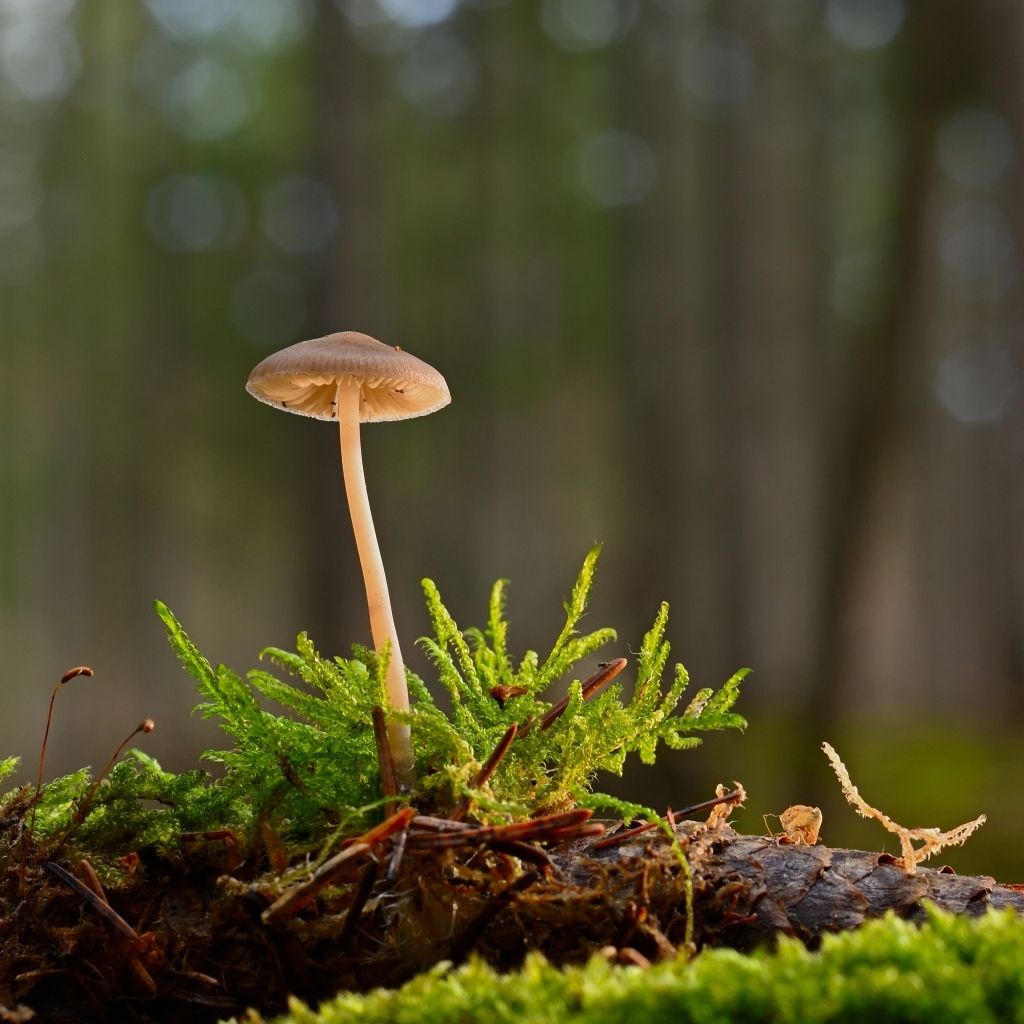 Маленький ядовитый гриб на покрытой мхом земле