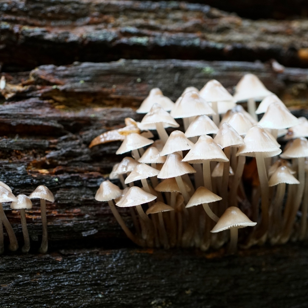 Маленькие дикие ядовитые грибы на дереве