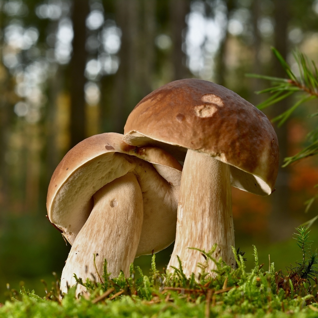 Два больших подберезовика в лесу