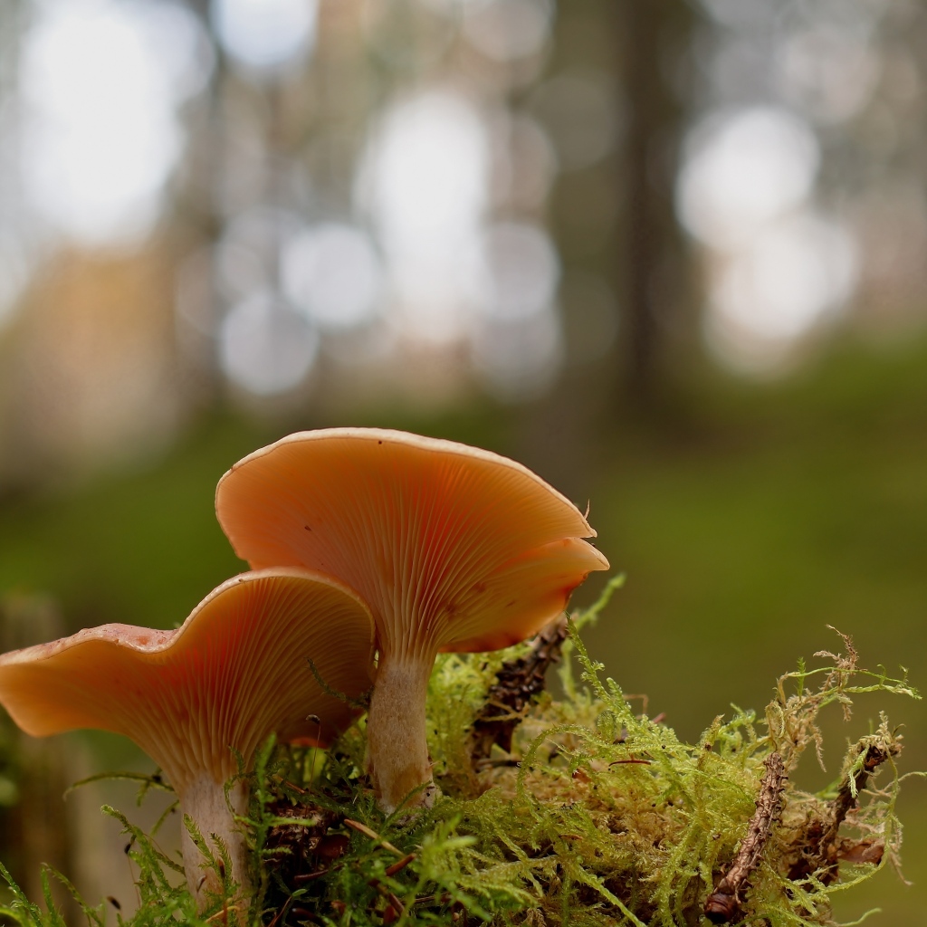 Два гриба рядом на покрытой мхом земле в лесу