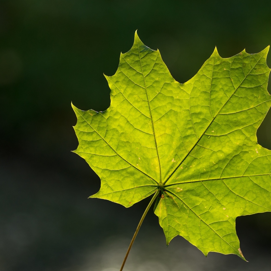 Красивый зеленый лист клена