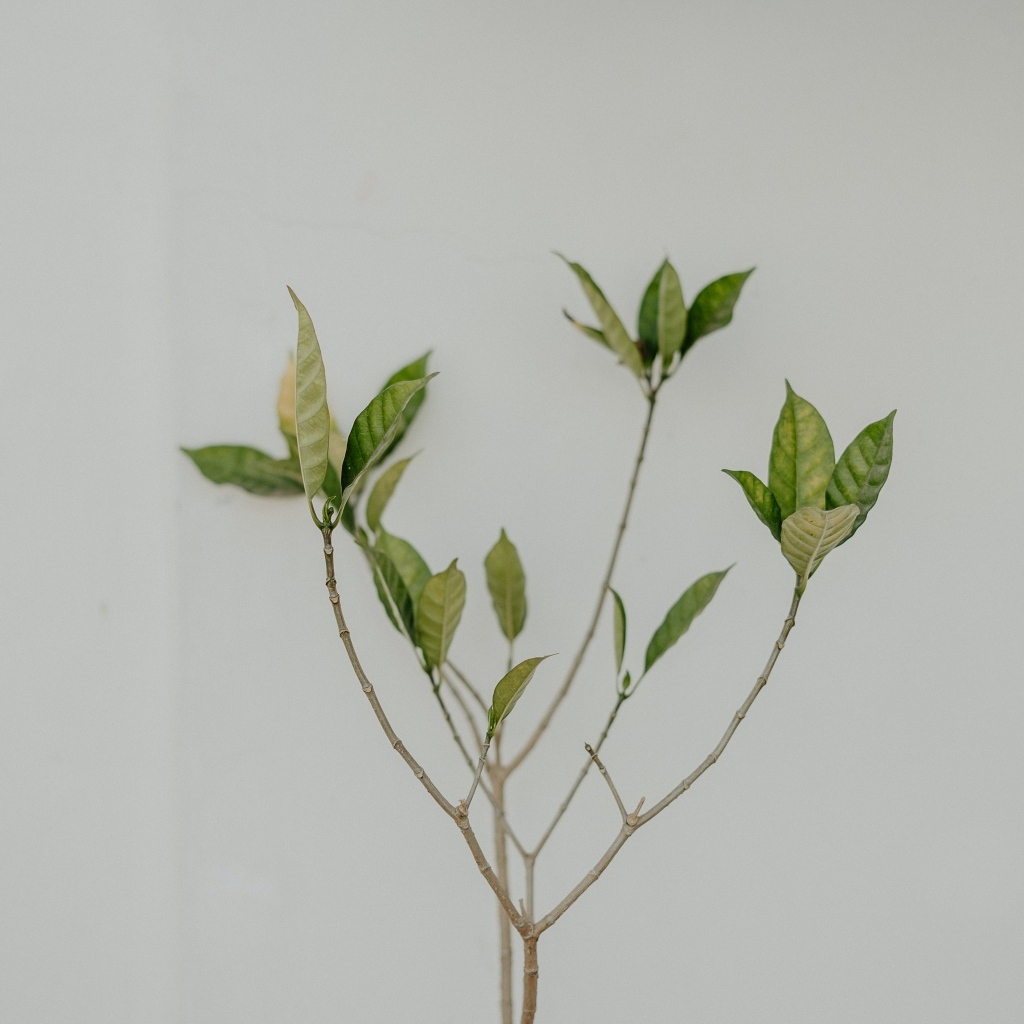 Ветка с зелеными листьями на сером фоне