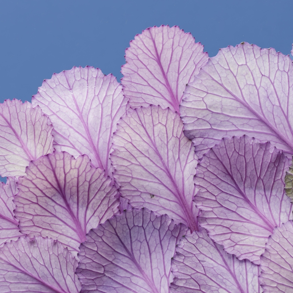 Листья капусты на синем фоне