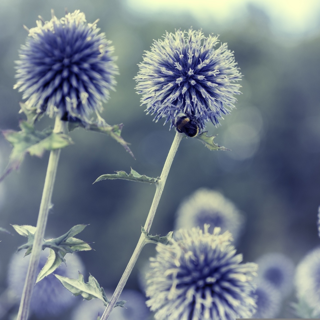 Колючие шарики чертополоха крупным планом