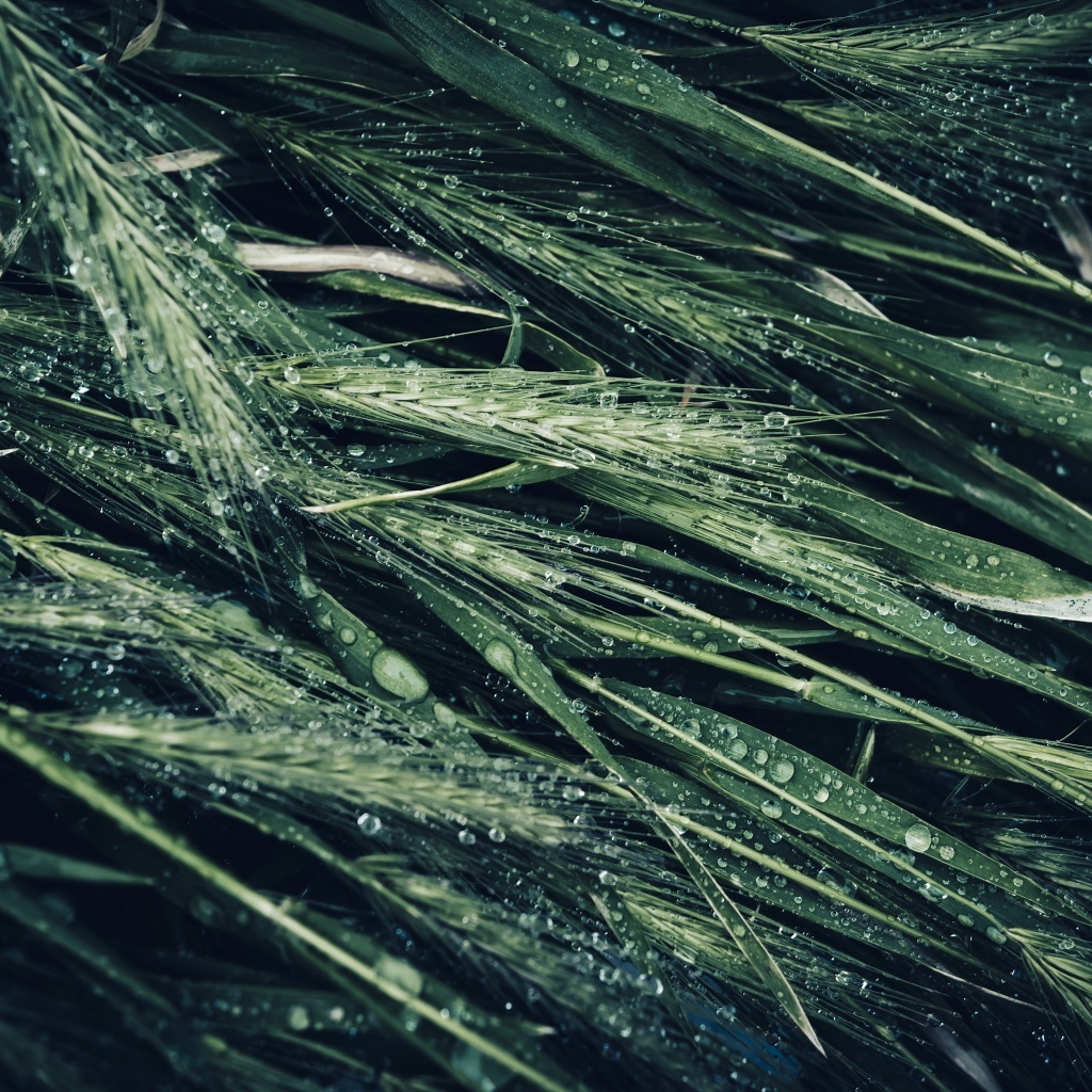 Зеленые колосья травы в каплях дождя
